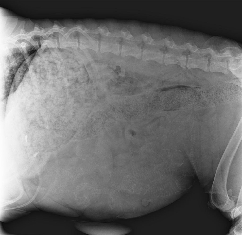 Radiographie Thara J49 